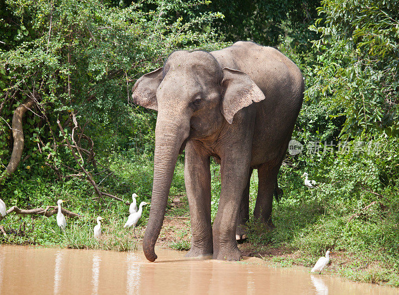 亚洲象;Yala NP，斯里兰卡